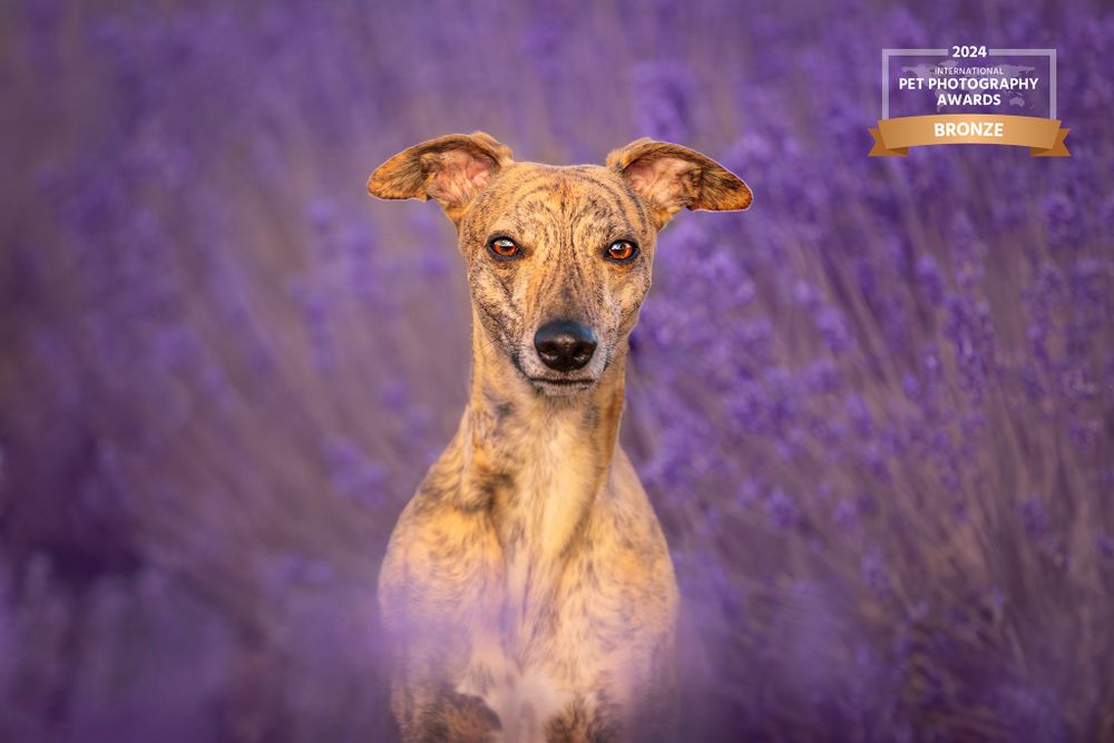Whippet dog portrait in purple lavender field with soft bokeh background.