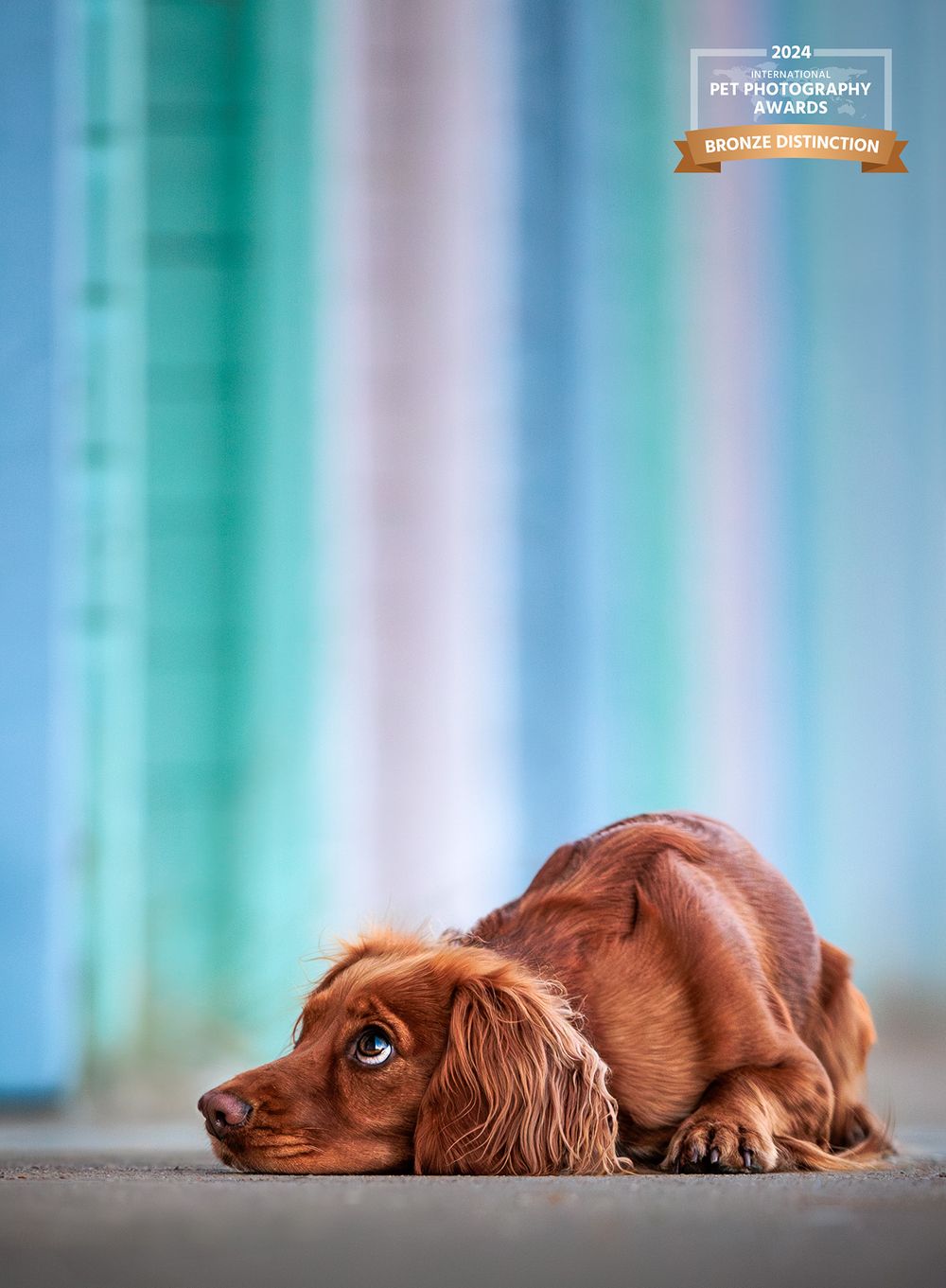 Long-haired dachshund lying down with a sad expression against a blue-tinted background.