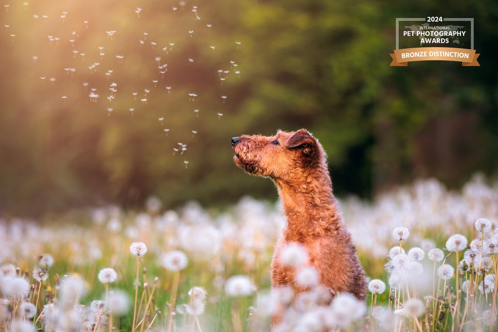 Dachshund puppy joyfully sniffing dandelion seeds in a summer meadow.