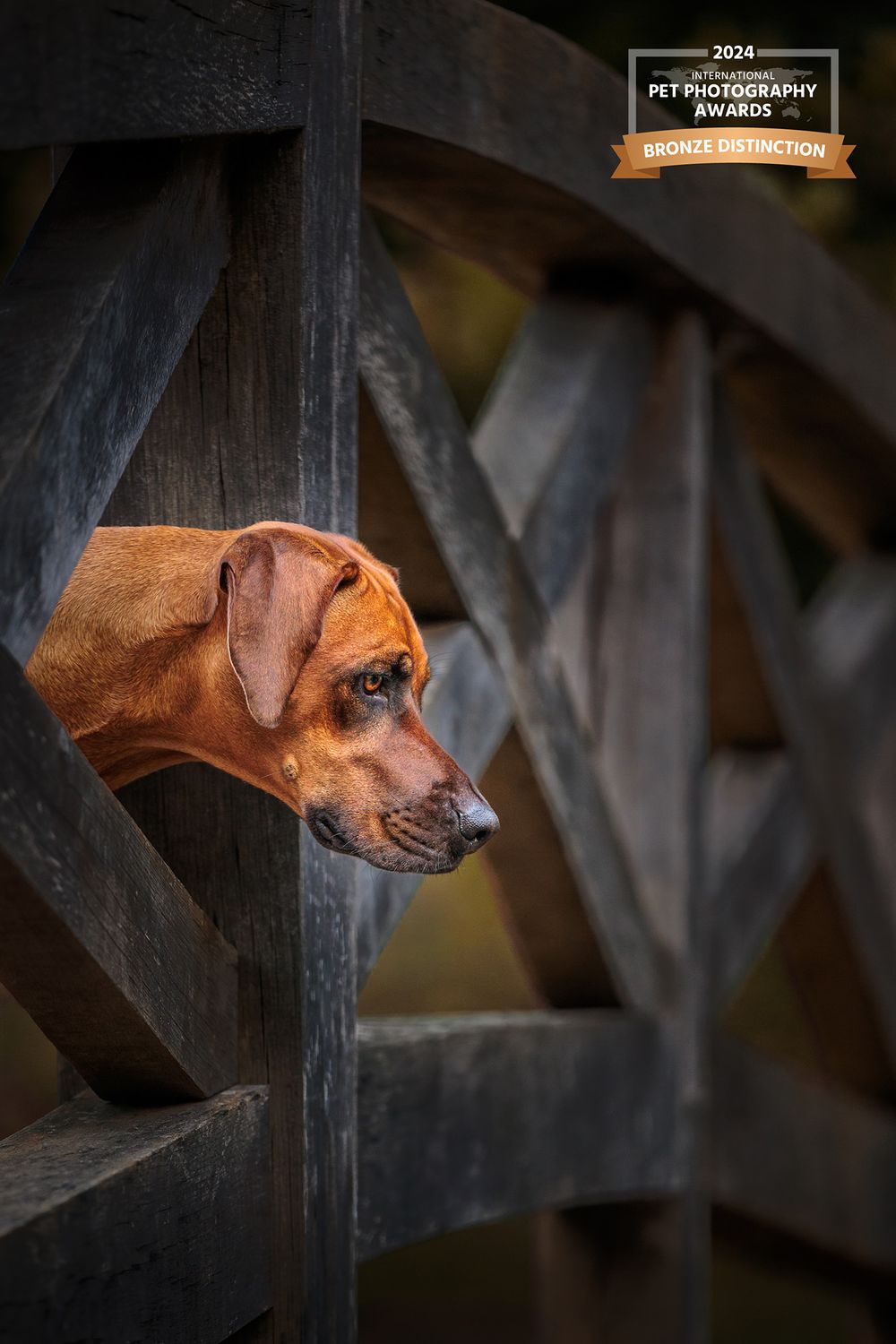 Close-up portrait of a brown dog looking through wooden fence slats.