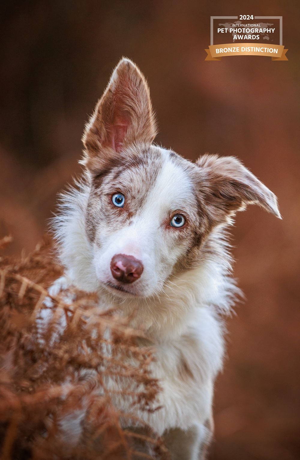 Border Collie with striking blue eyes peering through brown ferns.