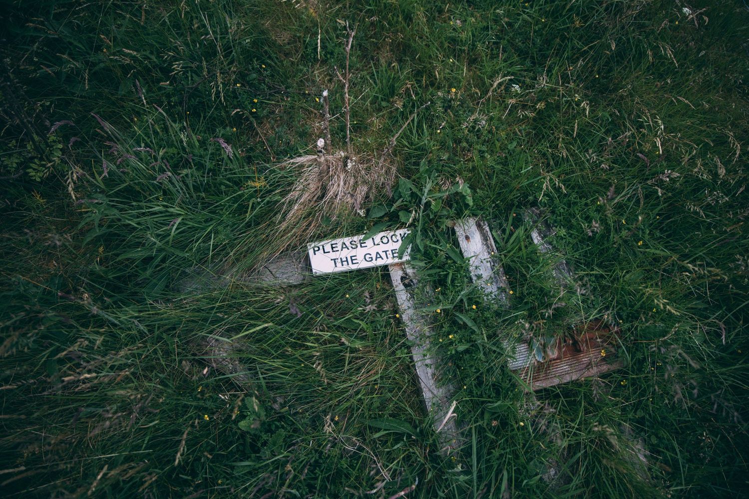 Wooden trail marker sign covered in moss lying among tall grass.