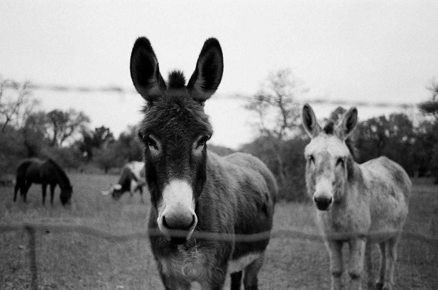 Two curious donkeys stand at a wire fence in a black and white rural farm scene.