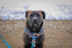 Lethbridge Pet Photographer