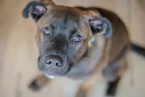 Lethbridge Pet Photographer