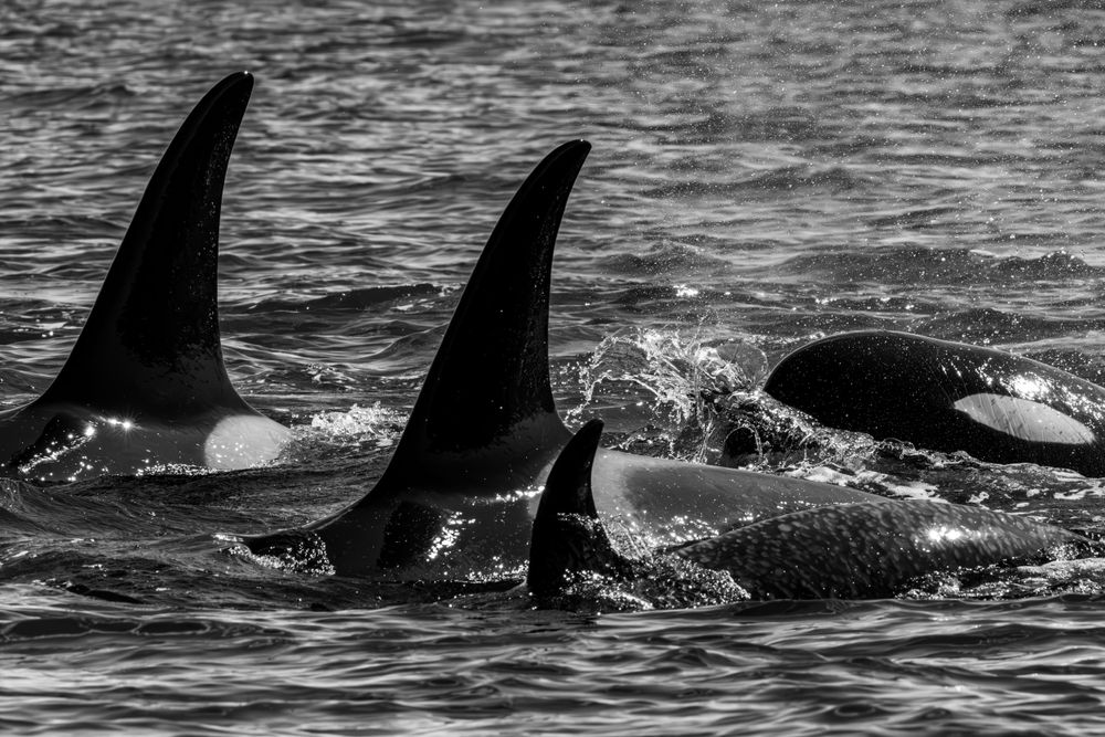 Black and white image of Killer whale dorsal fins breaking through ocean surface.