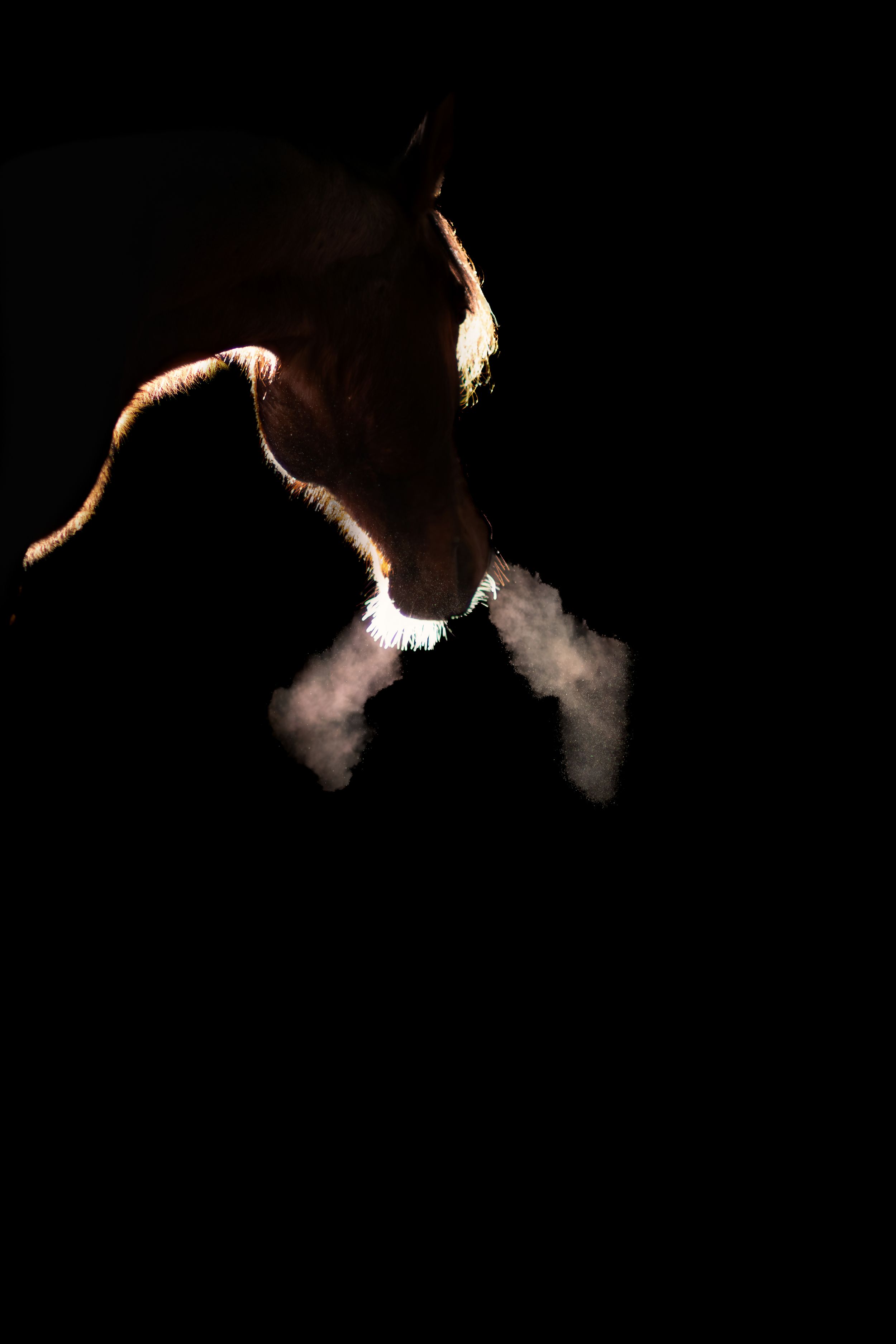 Dramatic silhouette of a horse exhaling steam breath against a dark black background.