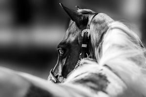 Black and white close-up portrait of an elegant horse wearing a halter, showcasing its eye image detail of little girl and refined profile.