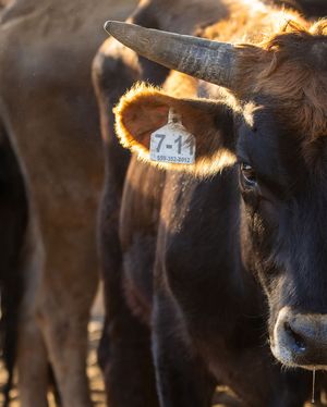 Close-up of a brown bull with ear tag number 7-11 standing in a herd.