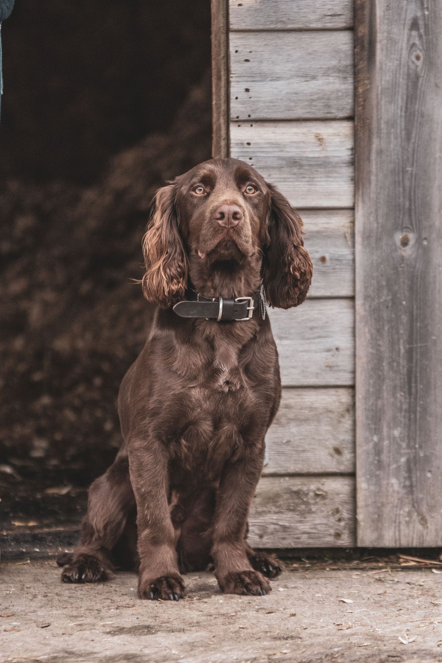 Dog Portfolio, Emma Laws Photography
