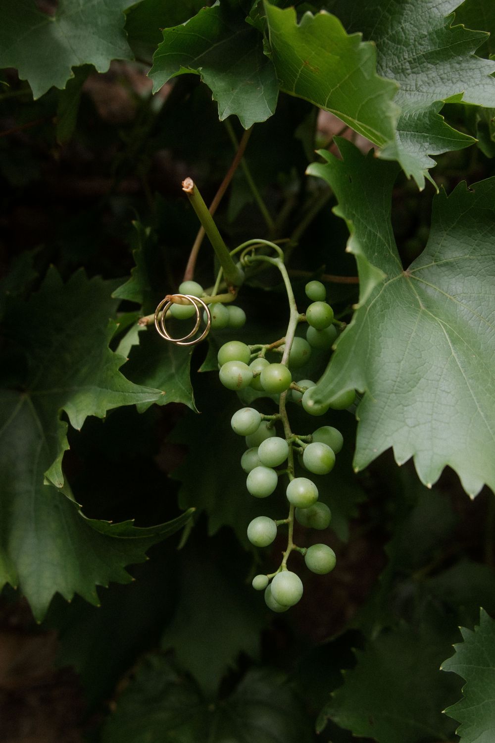 Close-up view of young green grapes growing on grapevine with lush leaves in natural sunlight.