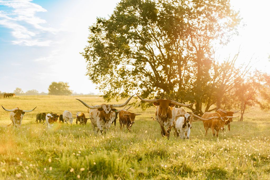 Longhorns walk away from sunrise during a ranch photoshoot.