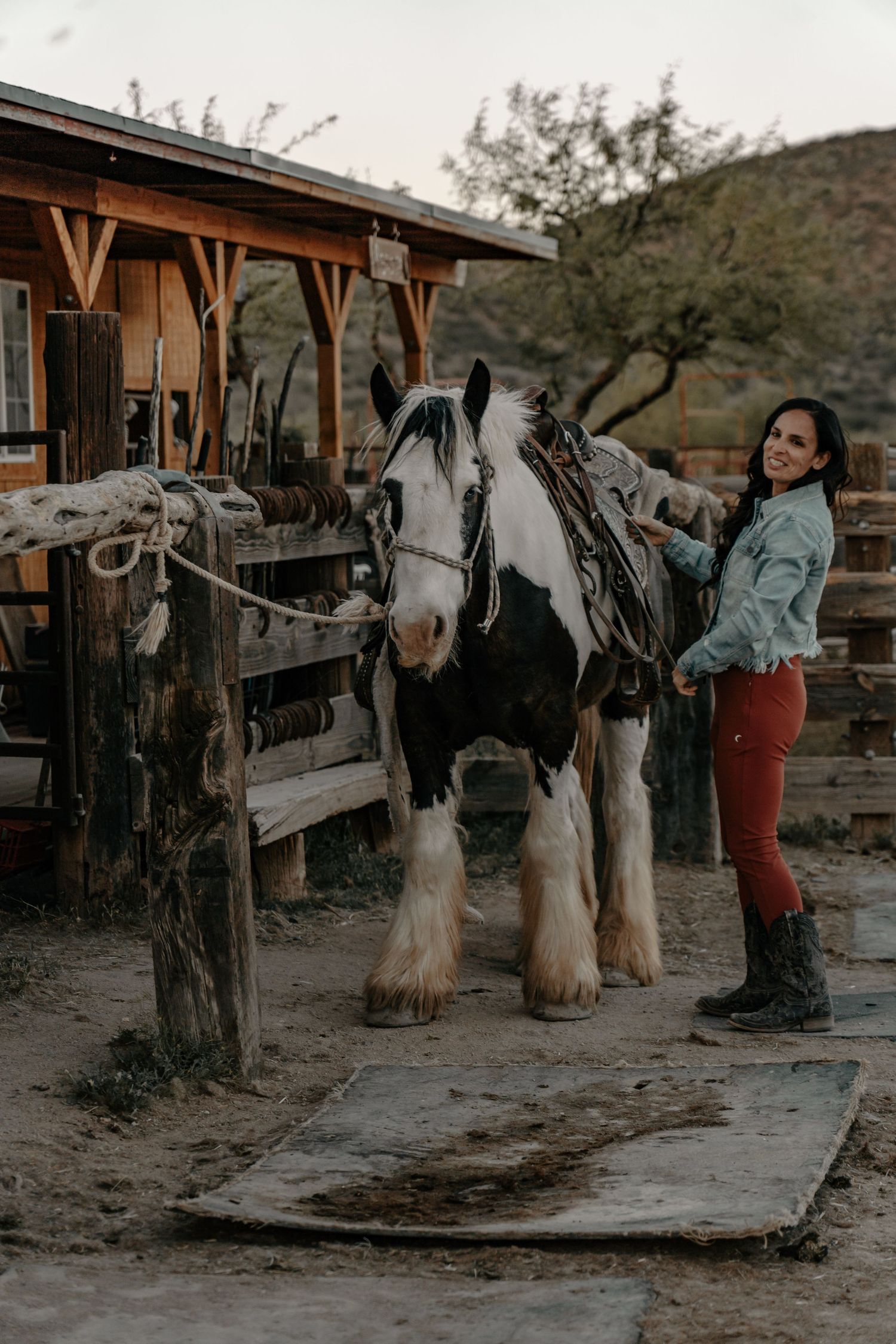 A majestic black and white Clydesdale horse stands patiently by a rustic barn.