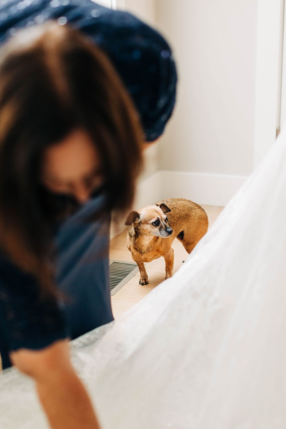 Small dog peeks out from behind flowing white wedding dress fabric.