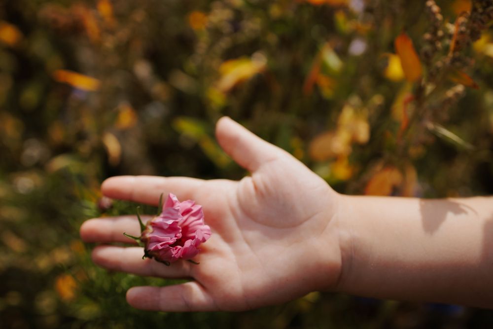 Small child's hand gently holding a delicate pink flower outdoors in natural light.