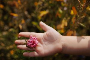 Small child's hand gently holding a delicate pink flower outdoors in natural light.