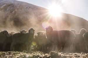 Silhouettes of New Zealand merino sheep standing in a misty field at sunrise with sun rays breaking through the dust.