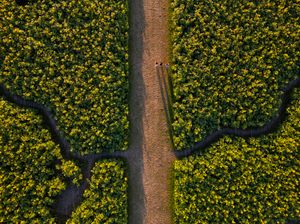 Aerial view of a dirt path cutting through vibrant yellow sunflower fields with winding paths on both sides.