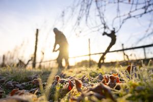 A close-up view of a worker pruning a vineyard with morning dew drops glistening on autumn leaves in the golden sunlight.
