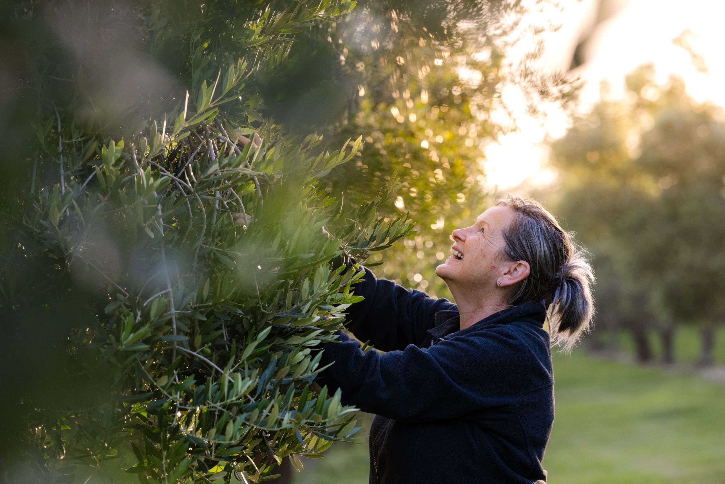 Woman harvesting olives from a tree in a sunlit orchard during golden hour.