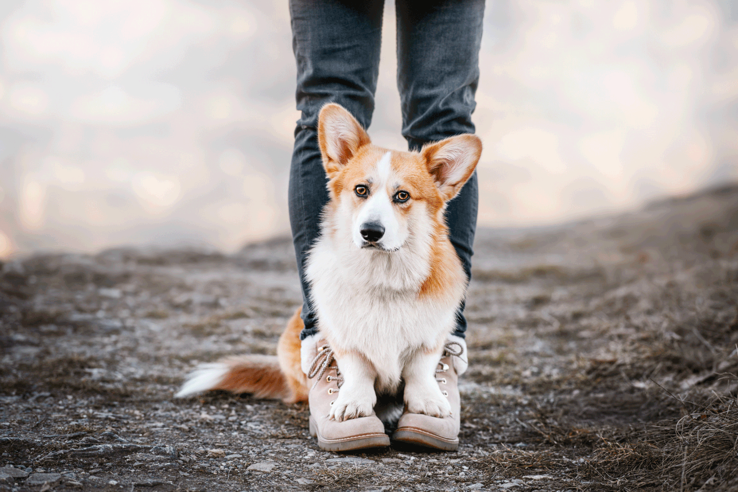 Corgi