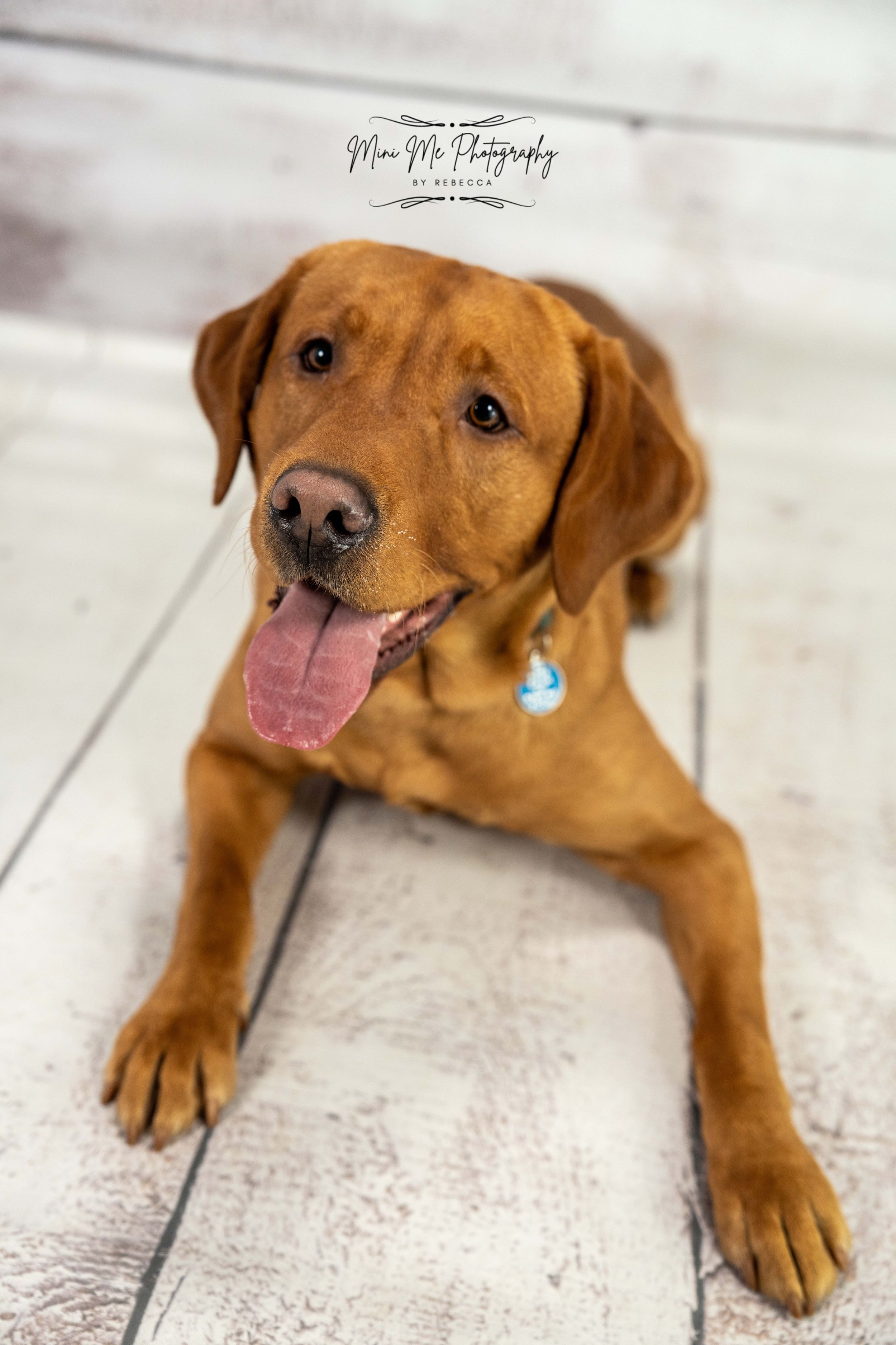 Dog Photoshoot