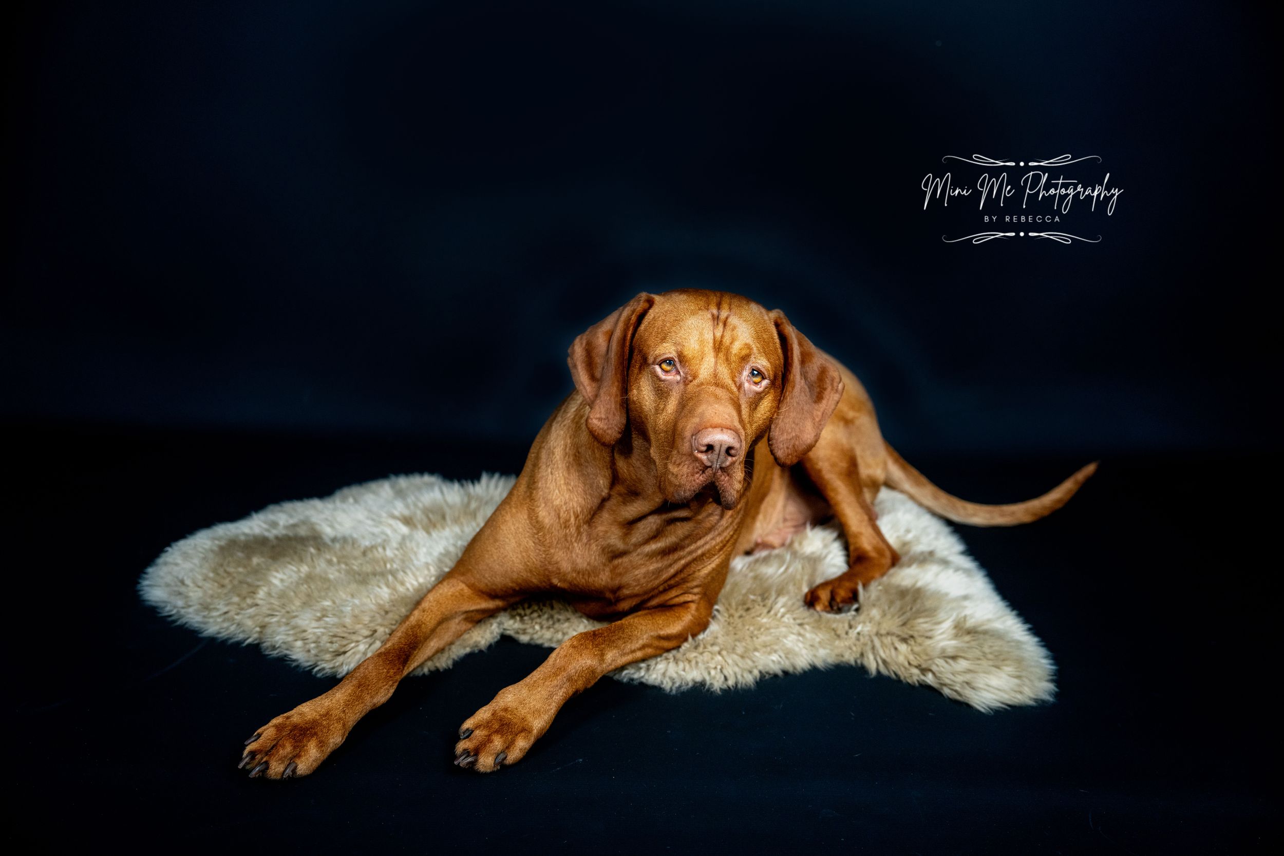 Dog and Family Photoshoot