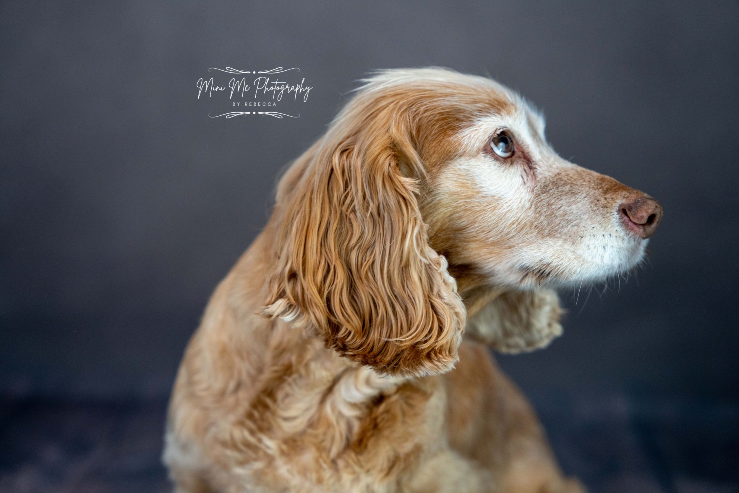 Beloved pet photoshoot in Lichfield