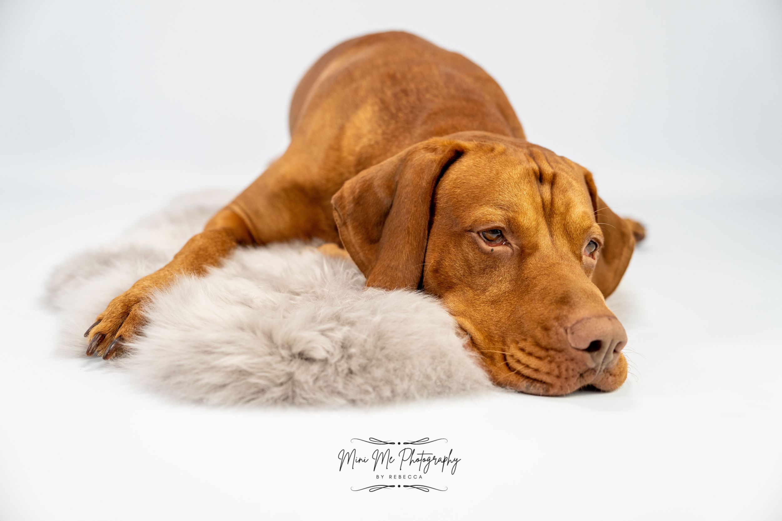Pet Photography