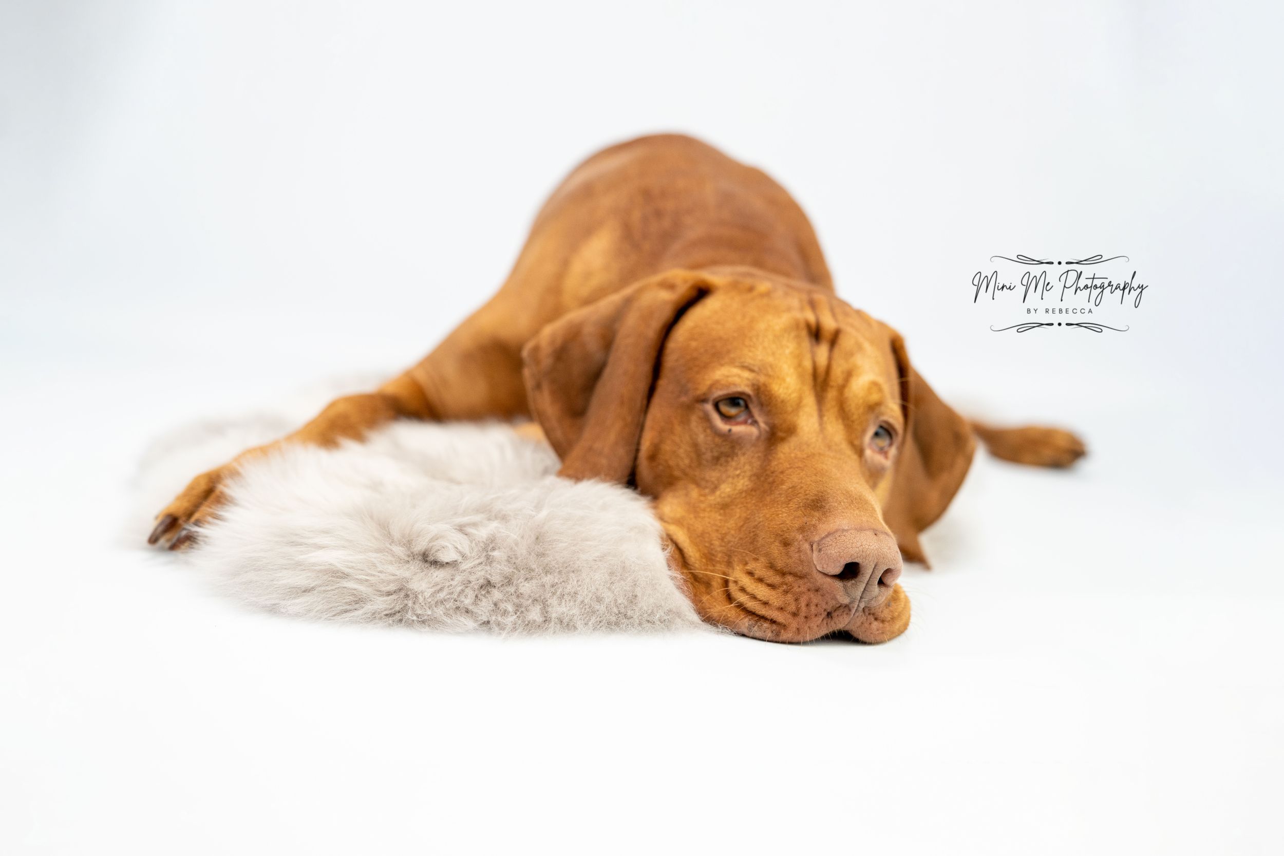 Cute pet photography in Lichfield