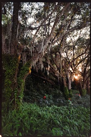 Sunlight peeks through eucalyptus trees in a dense forest with lush green undergrowth at sunset.