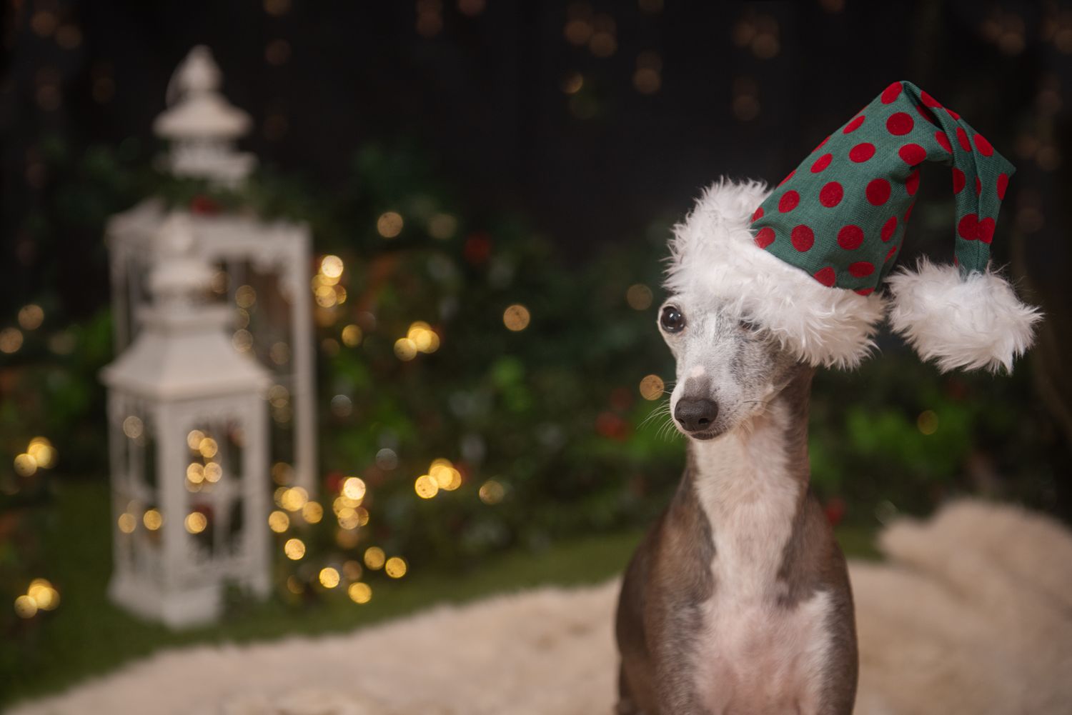 Dogs in festive polka dot bows and Santa hats pose with Christmas decorations.