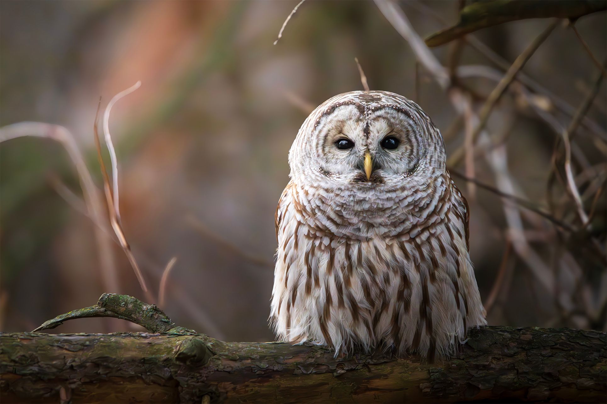 PT#3 - Barred Owl Watch. Ottawa, CA.