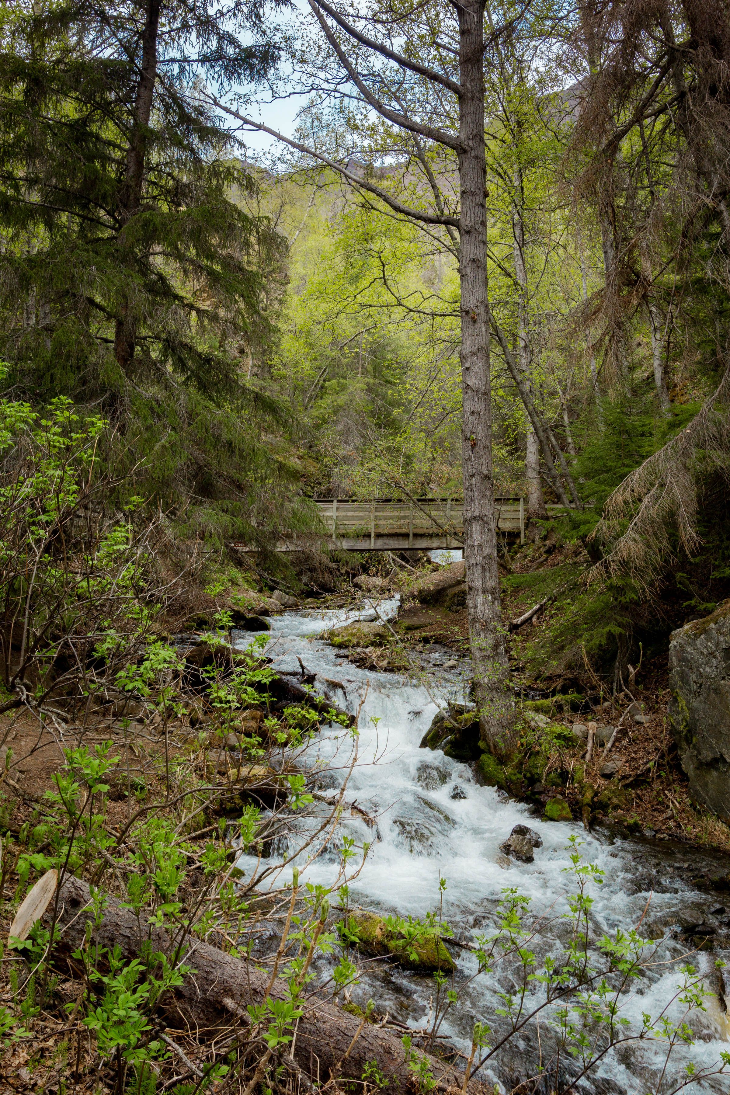 A rushing mountain stream flows through a lush green forest with a wooden bridge in the background.