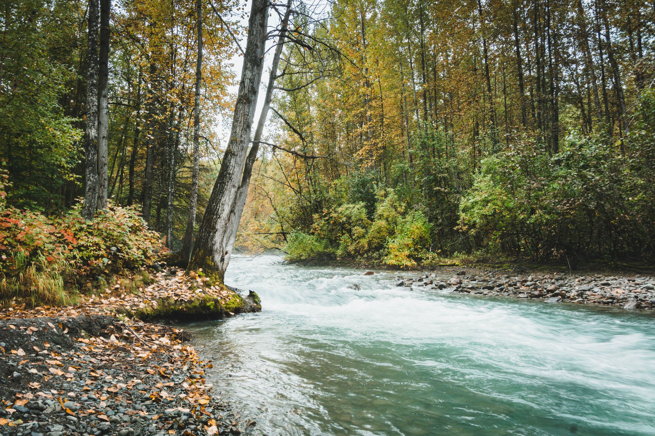 Turquoise river flowing through a colorful autumn forest with fallen leaves.