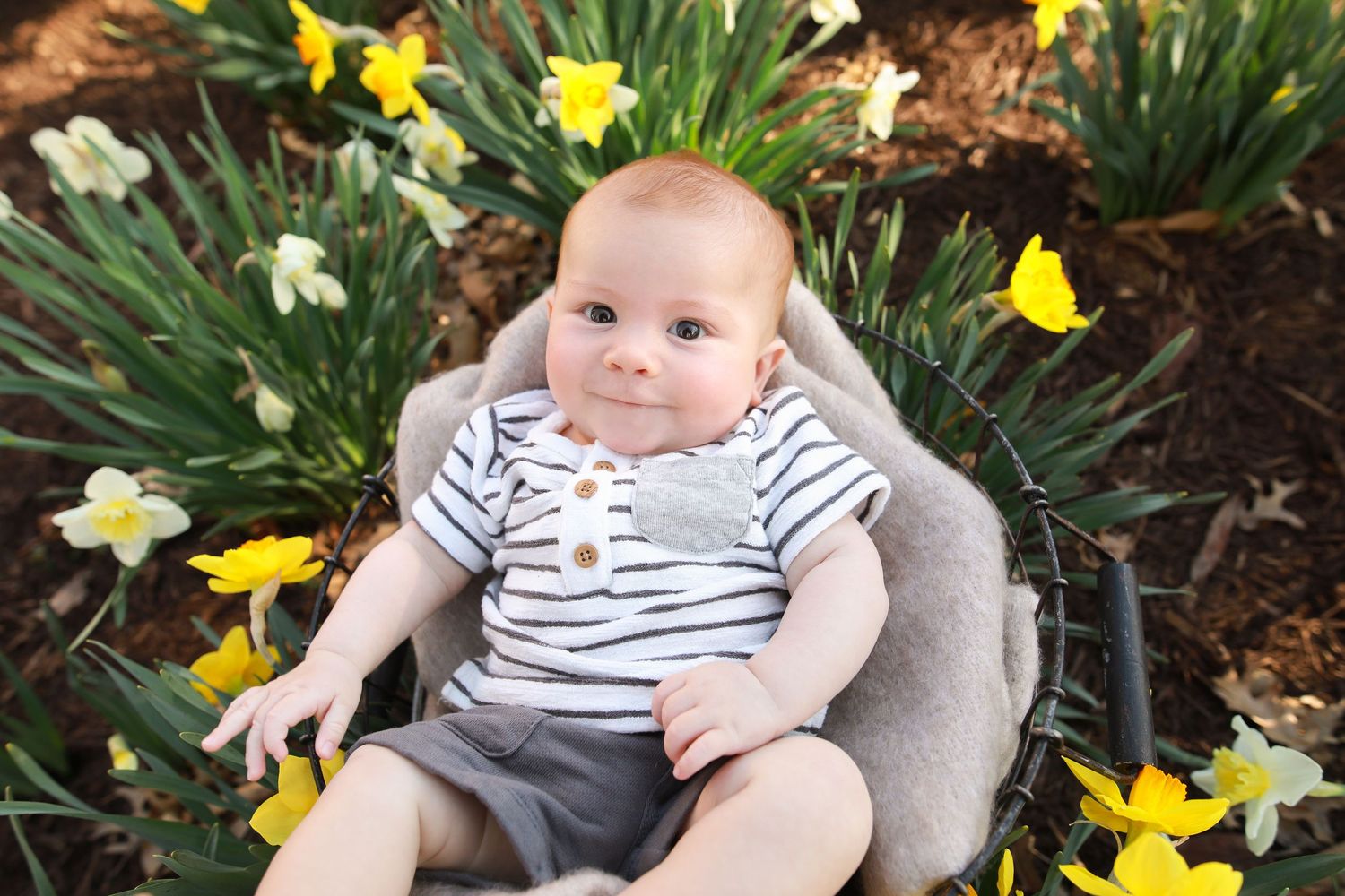 Baby in striped outfit sitting among blooming yellow daffodils in garden.