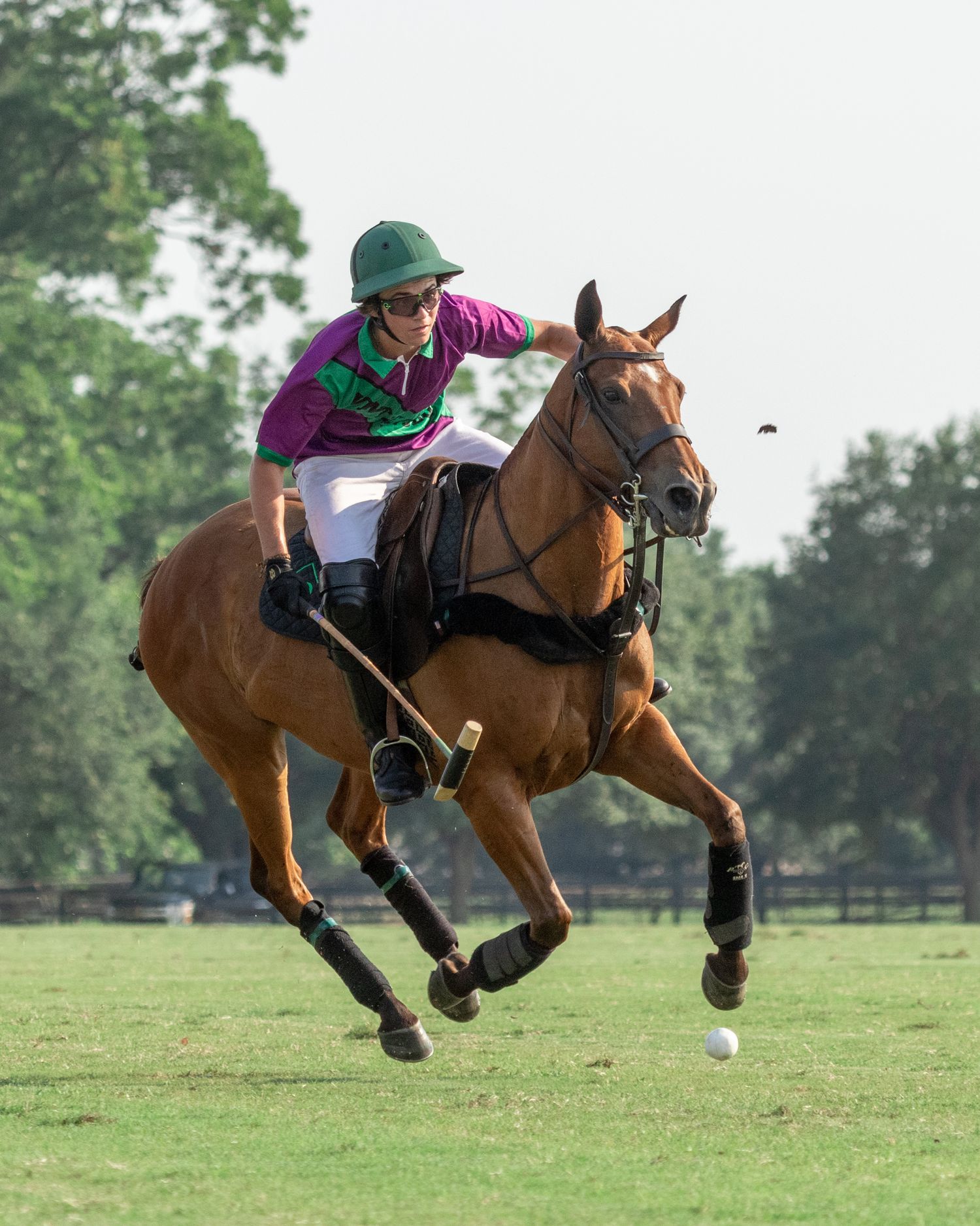 Polo Joe Bob Lequerica