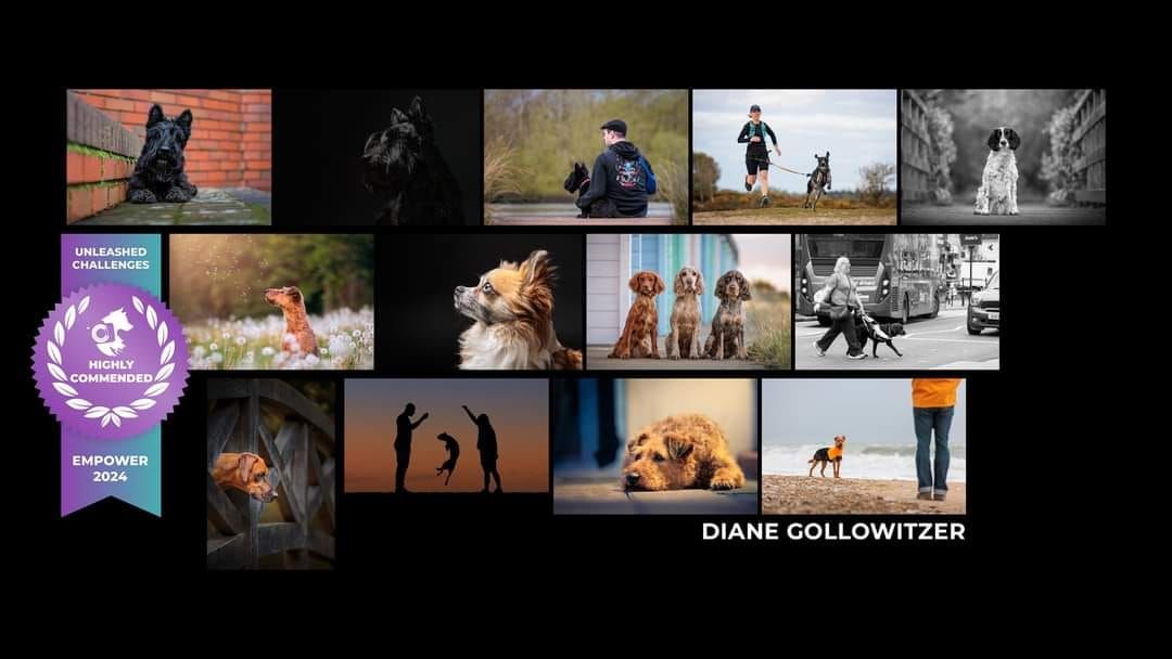 A collage of professional dog photography showcasing various outdoor pet portraits and action shots.