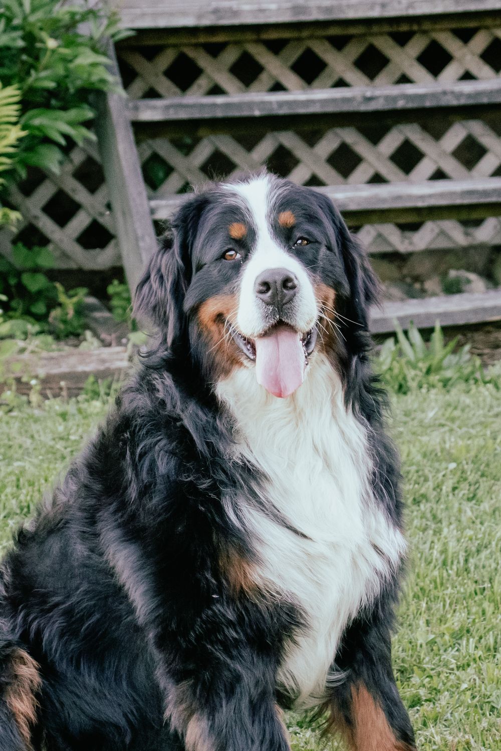Close-up portrait of Bernese Mountain Dog with tongue out in garden setting. Wingham Ontario Photographer.