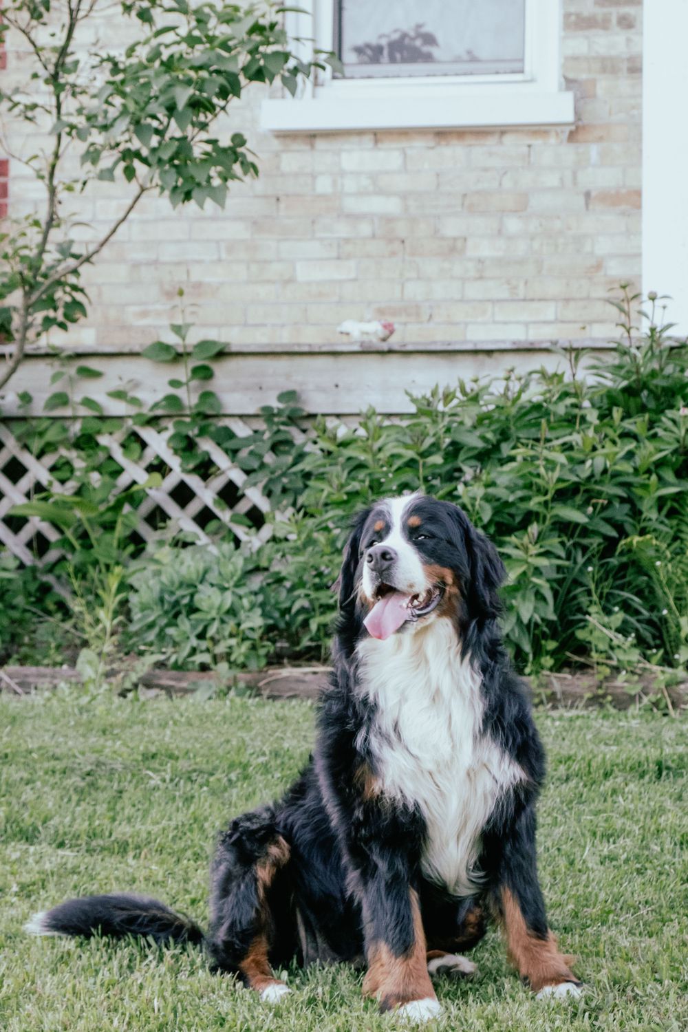 Black and white Bernese Mountain Dog relaxing in backyard garden setting. Wingham, Ontario Photographer.