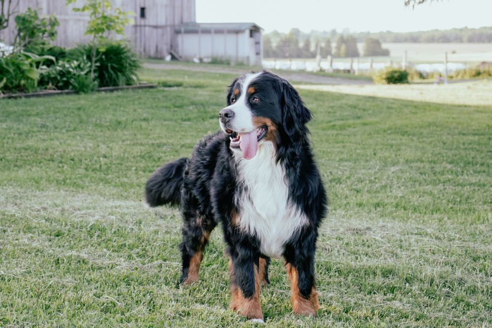Bernese Mountain Dog exploring green lawn near white fence and buildings. Wingham Ontario Photographer.