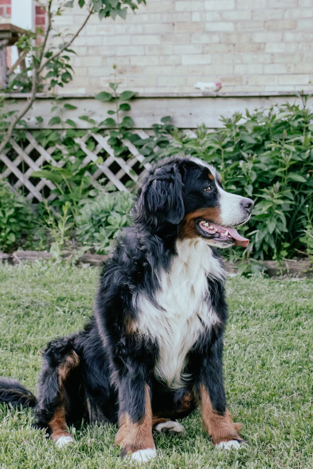 Bernese Mountain Dog lying in grass beside white brick house with lattice fence. Wingham, Ontario Photographer.