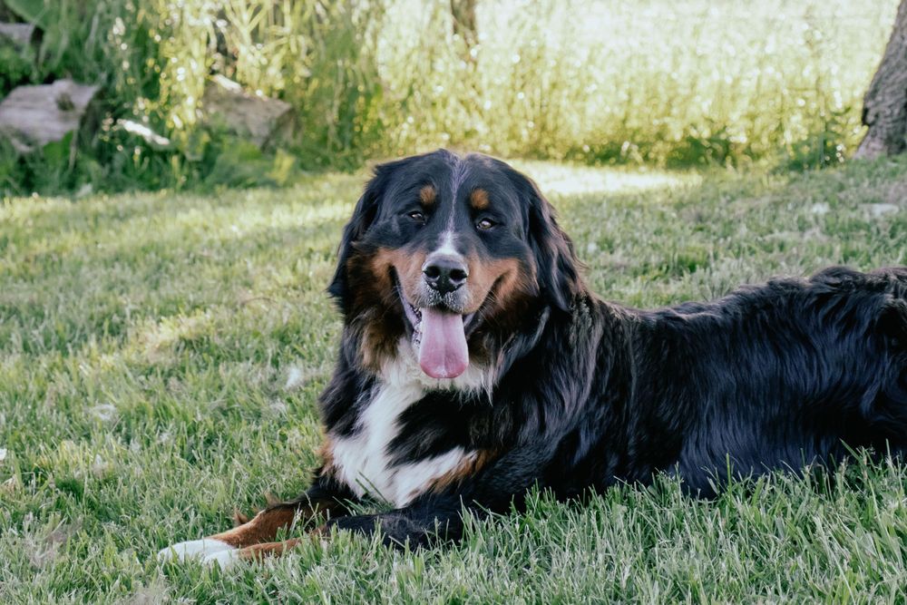 Bernese Mountain Dog relaxing in green grass on a sunny day. Wingham Ontario Photographer.