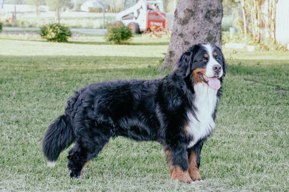 Bernese Mountain Dog standing in grassy yard with white fence in background. Wingham Ontario Photographer.