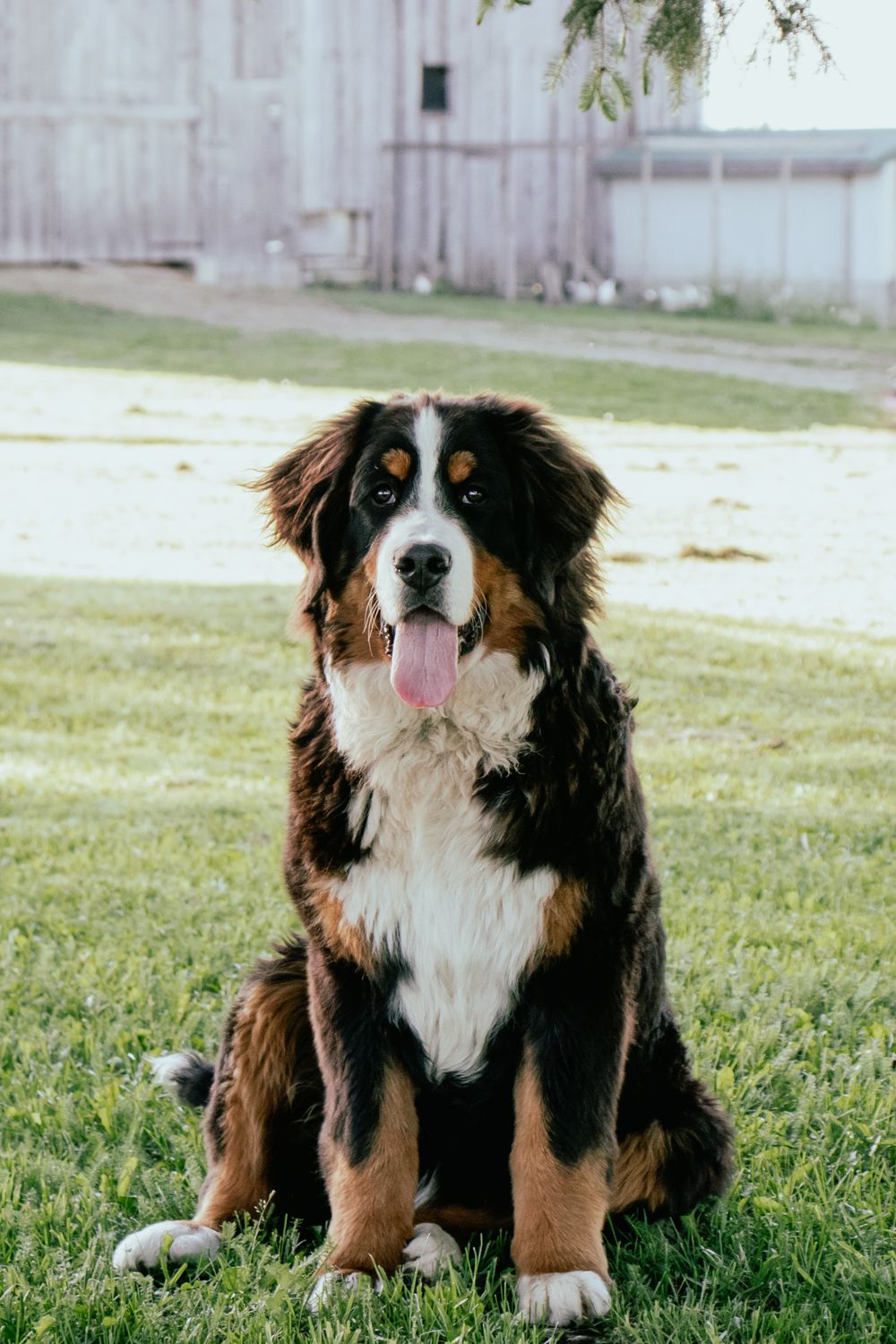 Fluffy Bernese Mountain Dog sitting on grass with white buildings in background. Wingham Ontario Photographer.