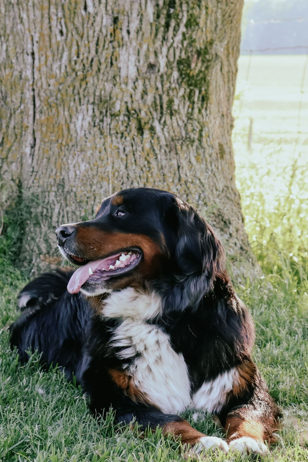 Bernese Mountain Dog lying down next to a tree trunk in a grassy field. Wingham Ontario Photographer.