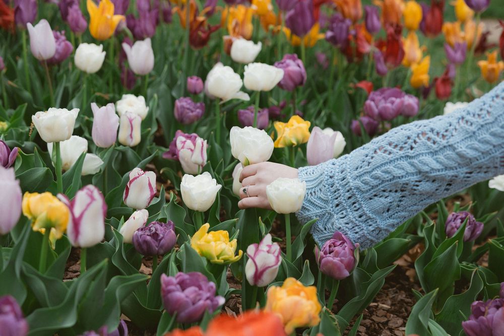 Hand reaching to touch colorful spring tulips in garden with purple and yellow blooms.