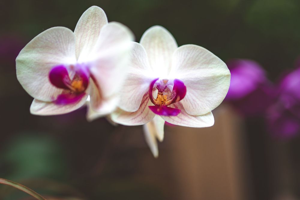 Close-up of white and purple phalaenopsis orchids with delicate petals against a blurred background.
