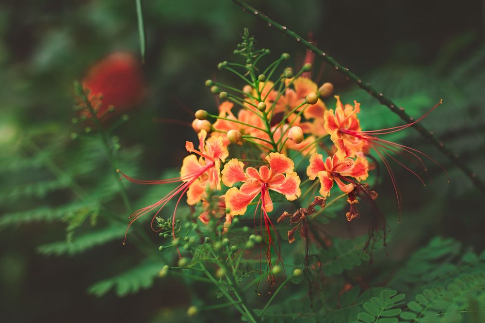 Vibrant orange flower clusters bloom against lush green foliage in a garden setting.