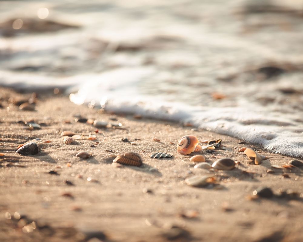 Gentle waves wash over seashells and sand on a beach shore.